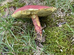 Boletus roodyi
