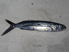 Cypselurus callopterus