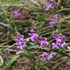 Hardenbergia