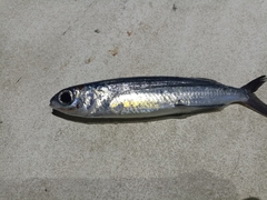 Cypselurus callopterus