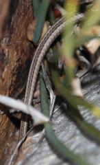 Psammophis crucifer