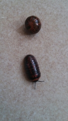Glomeridae