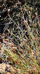 Psammophis crucifer