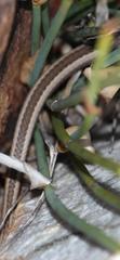 Psammophis crucifer