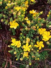 Hypericum