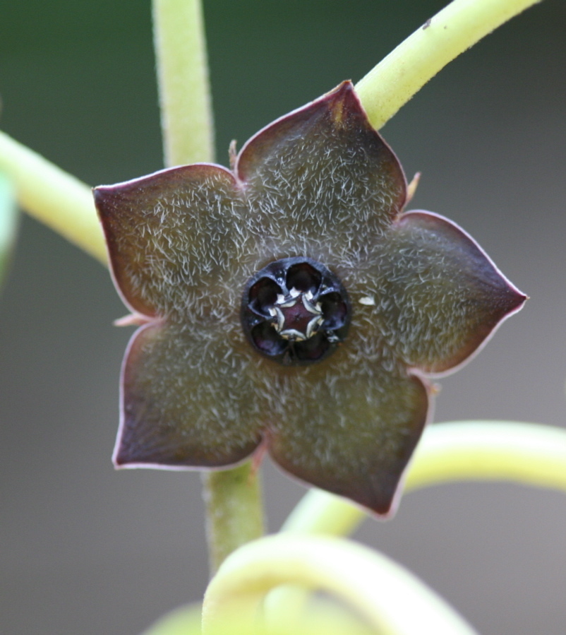 Suberogerens cyclophylla