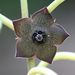 Suberogerens cyclophylla - Photo (c) David Midgley, algunos derechos reservados (CC BY-NC-ND)