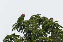Amazona viridigenalis