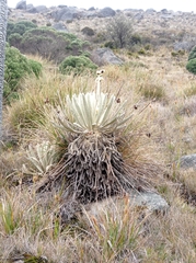 Espeletia conglomerata