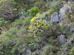 Brachyglottis laxifolia