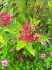 Pentas