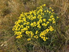 Brachyglottis adamsii