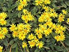 Brachyglottis adamsii