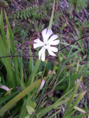 Silene undulata undulata