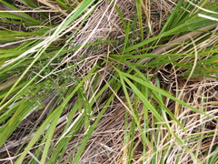 Aciphylla anomala