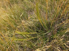 Aciphylla anomala