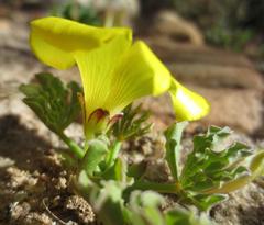 Oxalis flava