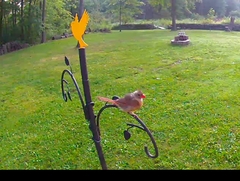 Cardinalis