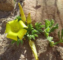 Oxalis flava