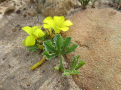 Oxalis flava