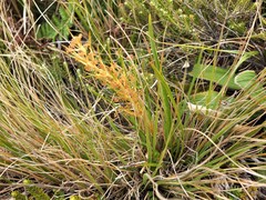 Aciphylla anomala