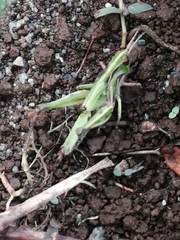 Orphulella fluvialis