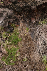 Spergularia azorica