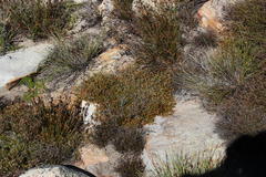 Erica leptopus