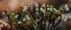 Erica leptopus