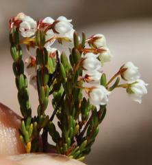 Erica leptopus