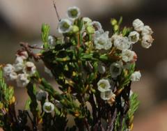 Erica leptopus