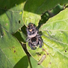 Phidippus bidentatus