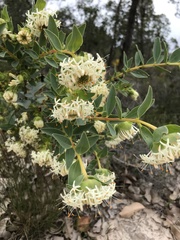 Pimelea floribunda