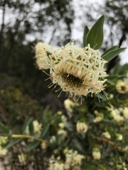 Pimelea floribunda