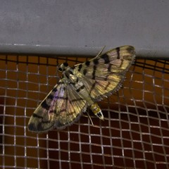Dichocrocis sabatalis