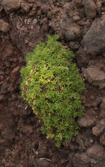 Spergularia azorica