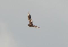 Stercorarius parasiticus