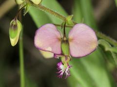 Polygala sphenoptera sphenoptera