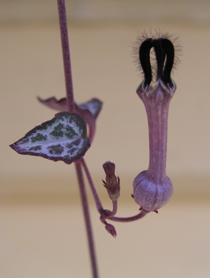 Ceropegia linearis