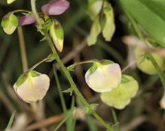 Polygala sphenoptera sphenoptera
