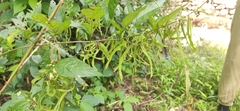 Ohwia caudata