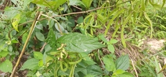 Ohwia caudata