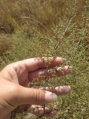 Artemisia arenaria