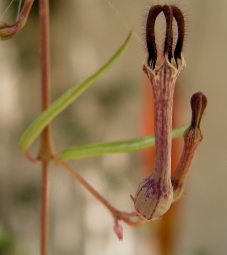 Ceropegia linearis ssp. debilis