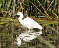 Egretta garzetta nigripes