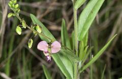 Polygala sphenoptera sphenoptera