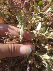 Atriplex aucheri