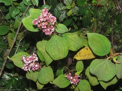 Miconia asperrima