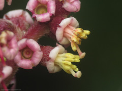 Miconia asperrima