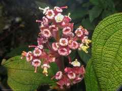 Miconia asperrima